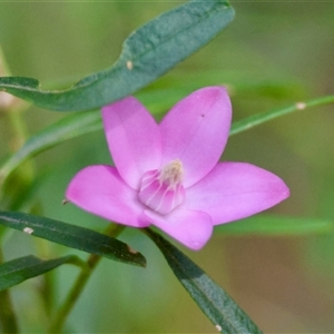 Unidentified Other Shrub by LisaH