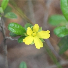 Hibbertia aspera subsp. aspera at Moruya, NSW - 21 Feb 2025 by LisaH