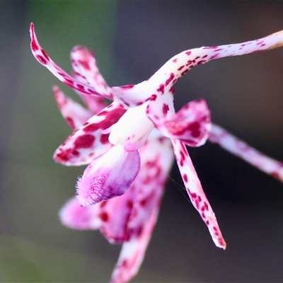 Dipodium variegatum (Blotched Hyacinth Orchid) at Moruya, NSW - 21 Feb 2025 by LisaH