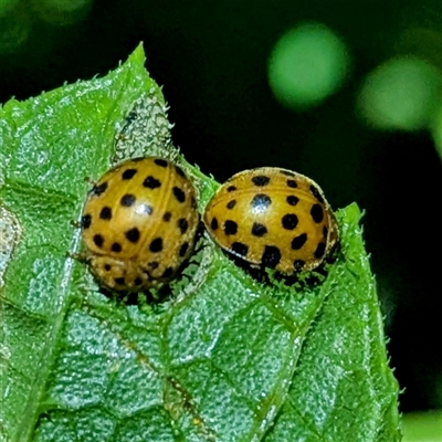 Epilachna sumbana (A Leaf-eating Ladybird) at Kambah, ACT - 21 Feb 2025 by HelenCross