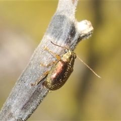 Eboo sp. (genus) (Eboo leaf beetle) at Rendezvous Creek, ACT - 17 Feb 2025 by Harrisi