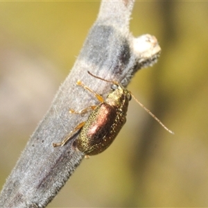 Eboo sp. (genus) (Eboo leaf beetle) at Rendezvous Creek, ACT - 17 Feb 2025 by Harrisi