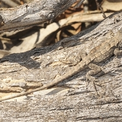 Amphibolurus muricatus (Jacky Lizard) at Berridale, NSW - 19 Feb 2025 by Harrisi