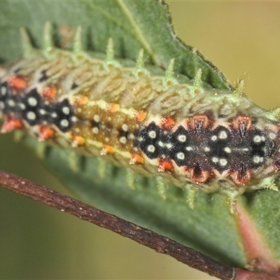 Doratifera quadriguttata (Four-spotted Cup Moth) at Rendezvous Creek, ACT - 17 Feb 2025 by Harrisi