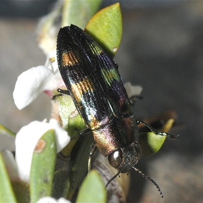 Melobasis sp. (genus) (Unidentified Melobasis jewel Beetle) at Nimmo, NSW - 20 Feb 2025 by Harrisi