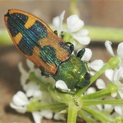 Castiarina hilaris (A jewel beetle) at Shannons Flat, NSW - 20 Feb 2025 by Harrisi