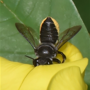 Megachile Genus at suppressed - suppressed