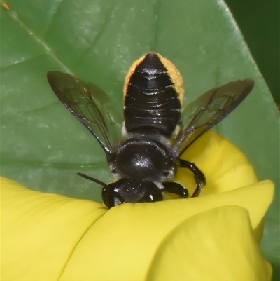 Megachile Genus (Leafcutter, Mortar & Resin Bees) by PJH123