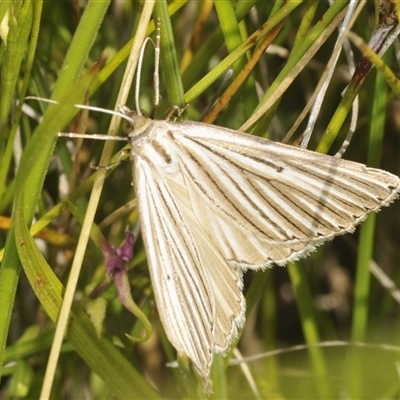 Amelora leucaniata (Striped Cape-moth) at Rocky Plain, NSW - 19 Feb 2025 by Harrisi