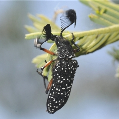 Rhipicera femorata (Feather-horned beetle) at Weetangera, ACT - 21 Feb 2025 by Harrisi