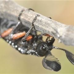 Rhipicera (Agathorhipis) femorata at Weetangera, ACT - 21 Feb 2025 12:32 PM