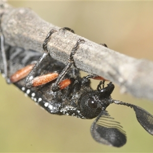 Rhipicera (Agathorhipis) femorata at Weetangera, ACT - 21 Feb 2025 12:32 PM