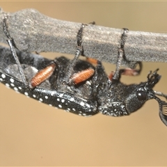 Rhipicera (Agathorhipis) femorata at Weetangera, ACT - 21 Feb 2025 12:32 PM