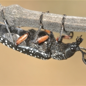 Rhipicera (Agathorhipis) femorata at Weetangera, ACT - 21 Feb 2025 12:32 PM