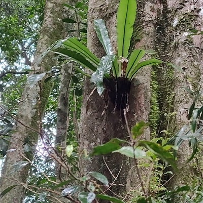 Asplenium australasicum at O'Reilly, QLD - 21 Feb 2025 by LyndalT