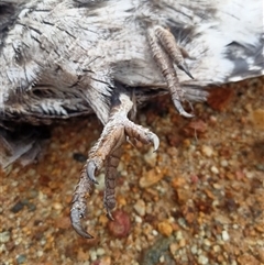 Podargus strigoides at Darbys Falls, NSW - 14 Feb 2025 09:53 AM