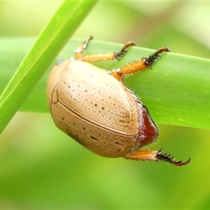 Anoplognathus porosus (Porosus Christmas beetle) at Woodlands, NSW - 5 Feb 2025 by Curiosity