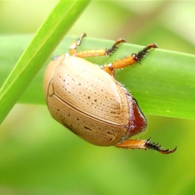 Anoplognathus porosus (Porosus Christmas beetle) at Woodlands, NSW - 5 Feb 2025 by Curiosity