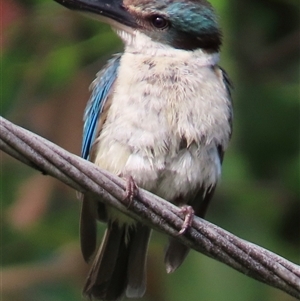 Todiramphus sanctus (Sacred Kingfisher) at Kangaroo Valley, NSW - 21 Feb 2025 by lbradley