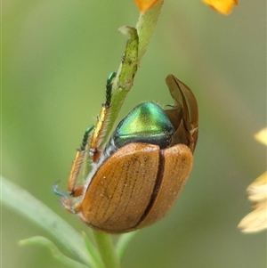 Anoplognathus brunnipennis (Green-tailed Christmas beetle) at Woodlands, NSW - 5 Feb 2025 by Curiosity