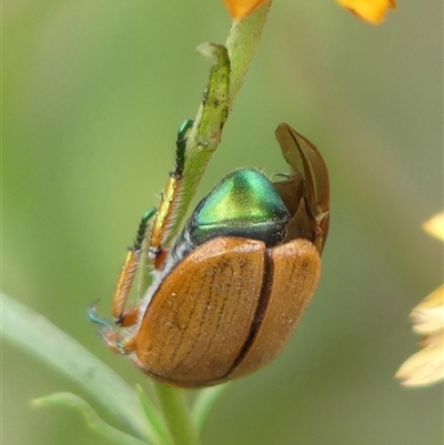 Anoplognathus brunnipennis at Woodlands, NSW - 5 Feb 2025 by Curiosity