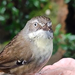 Sericornis frontalis (White-browed Scrubwren) at O'Reilly, QLD - 21 Feb 2025 by LyndalT