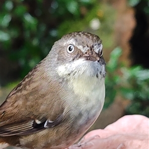 Sericornis frontalis (White-browed Scrubwren) at O'Reilly, QLD - 21 Feb 2025 by LyndalT