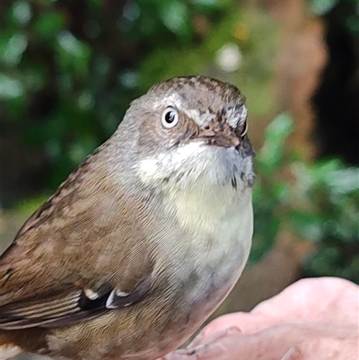 Sericornis frontalis (White-browed Scrubwren) at O'Reilly, QLD - 21 Feb 2025 by LyndalT