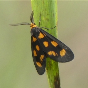 Asura cervicalis (Spotted Lichen Moth) at Woodlands, NSW - 5 Feb 2025 by Curiosity