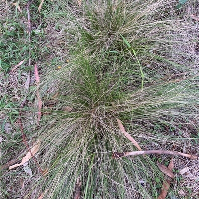 Nassella trichotoma (Serrated Tussock) at Hackett, ACT - 16 Feb 2025 by waltraud