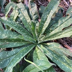 Echium vulgare (Vipers Bugloss) at Watson, ACT - 21 Feb 2025 by waltraud