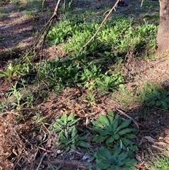 Echium plantagineum at Watson, ACT - Yesterday by waltraud