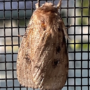 Leptocneria reducta (White Cedar Moth) at Mollymook, NSW - 22 Feb 2025 by Jennybach