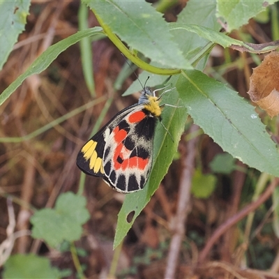 Delias harpalyce at Uriarra Village, ACT - 4 Feb 2025 by RAllen