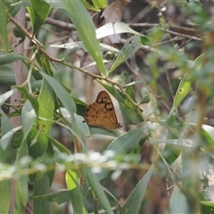 Heteronympha paradelpha (Spotted Brown) at Uriarra Village, ACT - 4 Feb 2025 by RAllen