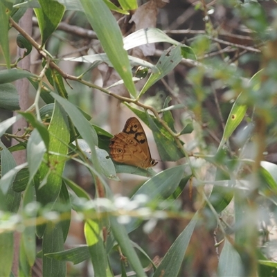 Heteronympha merope at Uriarra Village, ACT - 4 Feb 2025 by RAllen