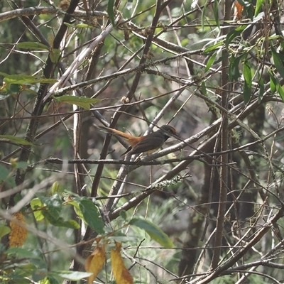 Rhipidura rufifrons (Rufous Fantail) at Uriarra Village, ACT - 4 Feb 2025 by RAllen