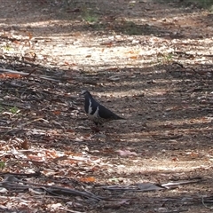 Leucosarcia melanoleuca (Wonga Pigeon) at Uriarra Village, ACT - 4 Feb 2025 by RAllen