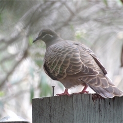 Phaps chalcoptera (Common Bronzewing) at Fyshwick, ACT - 20 Feb 2025 by MatthewFrawley