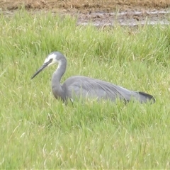 Egretta novaehollandiae (White-faced Heron) at Fyshwick, ACT - 20 Feb 2025 by MatthewFrawley