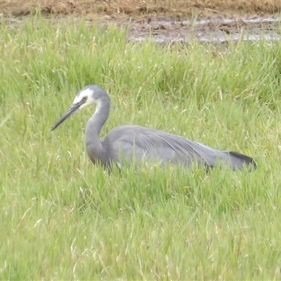 Egretta novaehollandiae (White-faced Heron) at Fyshwick, ACT - 20 Feb 2025 by MatthewFrawley