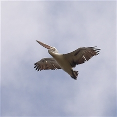 Pelecanus conspicillatus (Australian Pelican) at Fyshwick, ACT - 20 Feb 2025 by MatthewFrawley