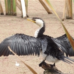 Microcarbo melanoleucos (Little Pied Cormorant) at Fyshwick, ACT - 20 Feb 2025 by MatthewFrawley