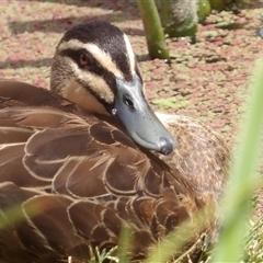 Anas superciliosa (Pacific Black Duck) at Fyshwick, ACT - 20 Feb 2025 by MatthewFrawley