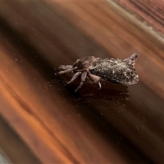 Elhamma australasiae (A Swift or Ghost moth (Hepialidae)) at Gordon, ACT - 21 Feb 2025 by GG