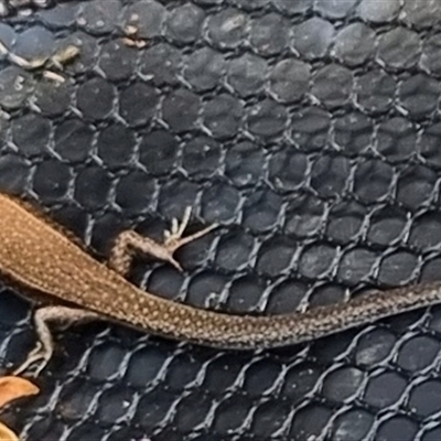 Lampropholis delicata (Delicate Skink) at Copmanhurst, NSW - 15 Dec 2024 by MazzV