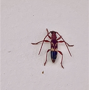 Coptocercus aberrans at Mornington, VIC - 22 Feb 2025 10:32 AM