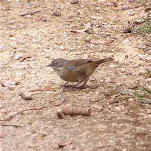 Sericornis frontalis (White-browed Scrubwren) at Fyshwick, ACT - 20 Feb 2025 by MatthewFrawley