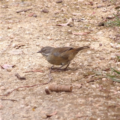 Sericornis frontalis (White-browed Scrubwren) at Fyshwick, ACT - 20 Feb 2025 by MatthewFrawley