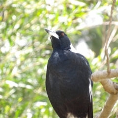 Gymnorhina tibicen (Australian Magpie) at Fyshwick, ACT - 20 Feb 2025 by MatthewFrawley